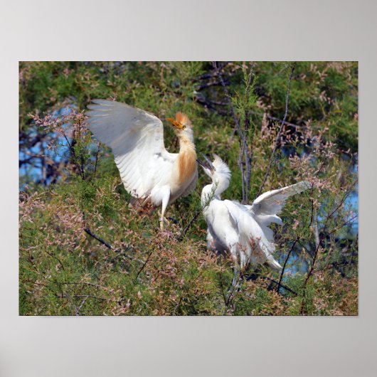 Rinder-Spargel Poster (Vorne)