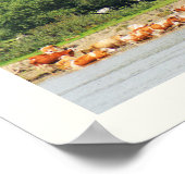 Rinder und Donau Poster (Ecke)