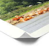Rinder und Donau Poster (Ecke)