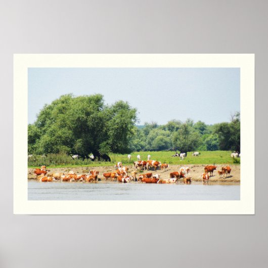 Rinder und Donau Poster (Vorne)