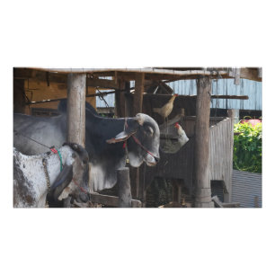 Rinder und Hühner in Kambodscha Fotodruck