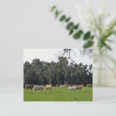 Rinder und Zypressen Postkarte (Stehend Vorderseite)