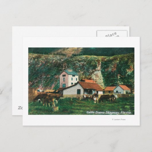 Rinder unter den Barnen SzeneSkagway, AK Postkarte (Vorne/Hinten)