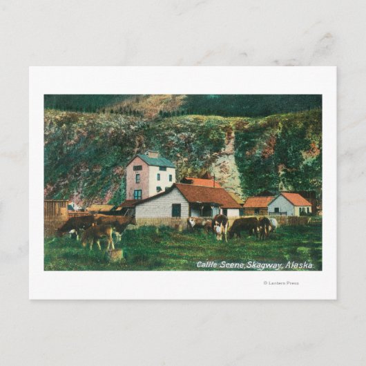 Rinder unter den Barnen SzeneSkagway, AK Postkarte (Vorderseite)