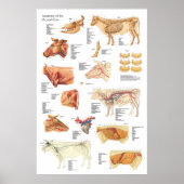 Rinderanatomie Abbildung 24" X 36" Poster (Vorne)