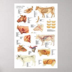 Rinderanatomie Abbildung 24" X 36" Poster