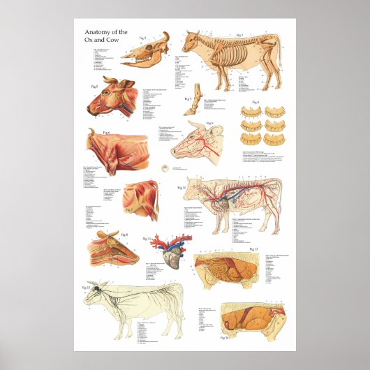 Rinderanatomie Abbildung 24" X 36" Poster (Vorne)