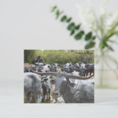 Rinderantrieb Nr. 12 Postkarte (Stehend Vorderseite)