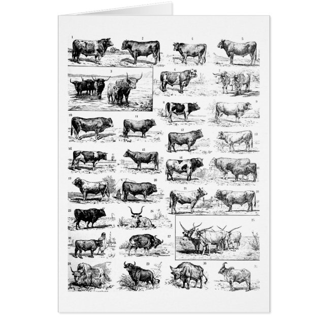 Rinderdiagramm (Vorne)