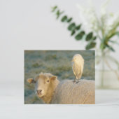 Rindereimer auf Schafspistkarte Postkarte (Stehend Vorderseite)