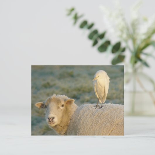 Rindereimer auf Schafspistkarte Postkarte (Stehend Vorderseite)