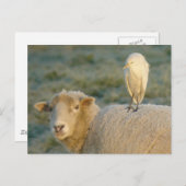 Rindereimer auf Schafspistkarte Postkarte (Vorne/Hinten)