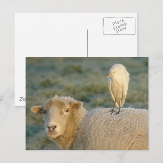 Rindereimer auf Schafspistkarte Postkarte (Vorne/Hinten)