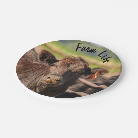 Rinderhaltung Pappteller (Schrägansicht)