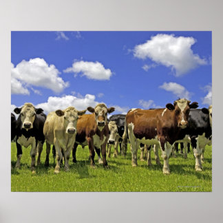 Rinderherde und bewölkter Himmel Poster