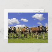 Rinderherde und bewölkter Himmel Postkarte (Vorne/Hinten)