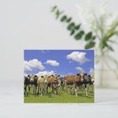 Rinderherde und bewölkter Himmel Postkarte (Stehend Vorderseite)