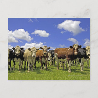 Rinderherde und bewölkter Himmel Postkarte