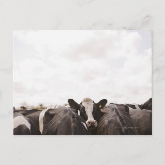 Rinderherde und bewölkter Himmel Postkarte (Vorderseite)