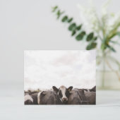 Rinderherde und bewölkter Himmel Postkarte (Stehend Vorderseite)