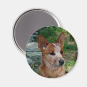 Rinderhund Magnet (Vorderseite/Rückseite)