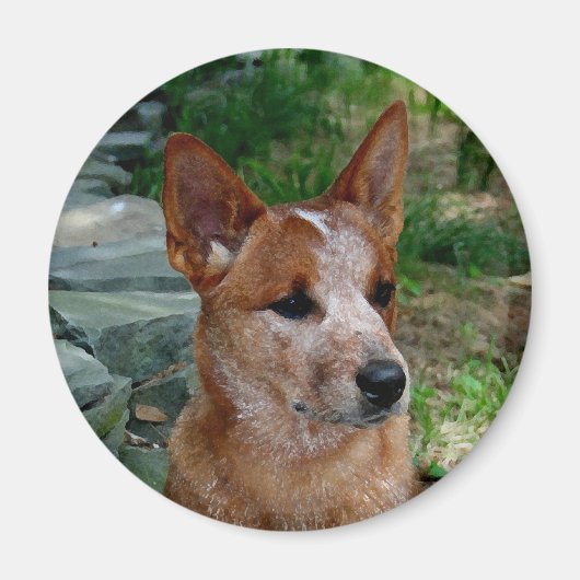 Rinderhund Magnet (Vorne)
