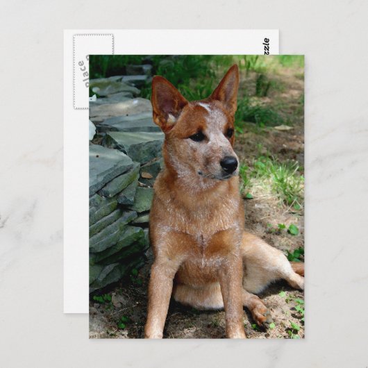 Rinderhund Postkarte (Vorne/Hinten)