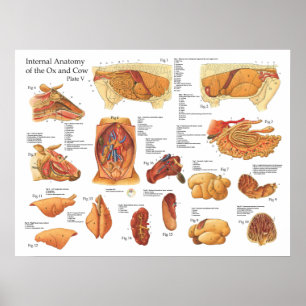Rinderkuh-internes Anatomie-Plakat Poster