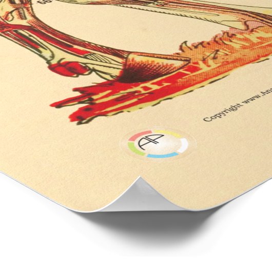 Rindermuskeln Anatomie Diagramm Poster (Ecke)