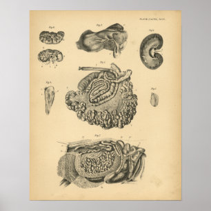 Rinderschaf-Anatomie 1908 Vintage Printwerbung Poster