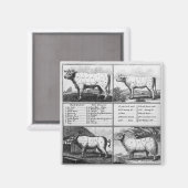 Rindfleisch, Schweinefleisch und Mutton, 1802 Magnet (Vorderseite/Rückseite)
