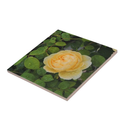 Rindropfen auf Gelben Rose Fliese (Seite)