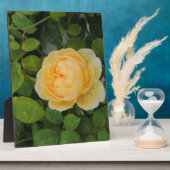 Rindropfen auf Gelben Rose Fotoplatte (Seite)