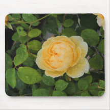 Rindropfen auf Gelben Rose