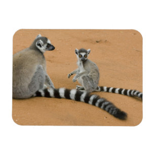 Ring-angebundene Lemurs, (Lemur catta), Berenty Magnet