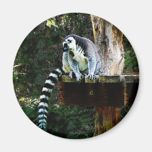 Ring-Angebundener Lemur Magnet