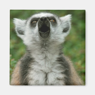 Ring-Angebundener Lemur Magnet