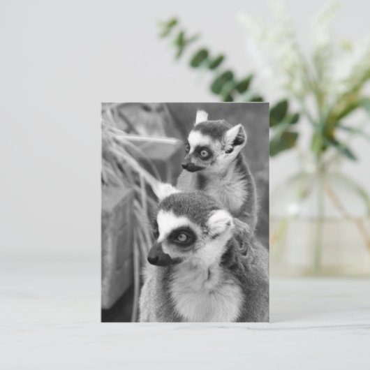 Ring-angebundener Lemur mit dem Baby Schwarzweiss Postkarte (Stehend Vorderseite)