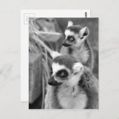 Ring-angebundener Lemur mit dem Baby Schwarzweiss Postkarte (Vorne/Hinten)