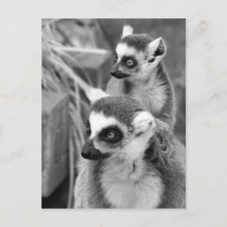 Ring-angebundener Lemur mit dem Baby Schwarzweiss Postkarte