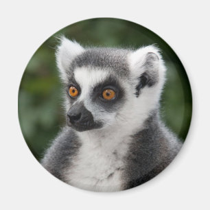Ring Lemur Magnet