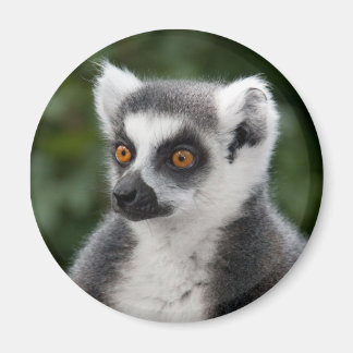 Ring Lemur Magnet
