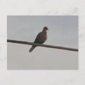 Ring Neck Dove Postkarte (Vorderseite)