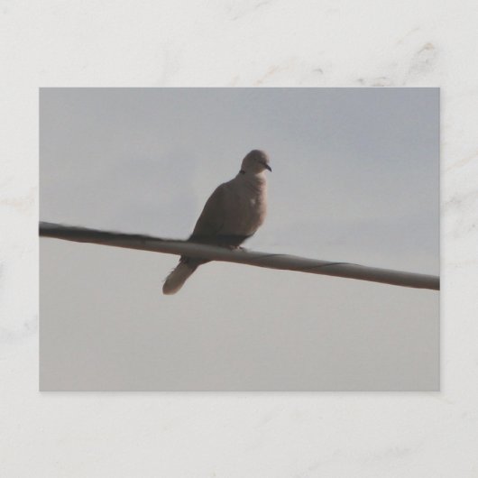 Ring Neck Dove Postkarte (Vorderseite)