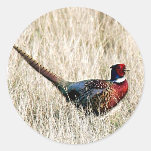 Ring Neck Pheasant in Meadow Runder Aufkleber (Vorderseite)