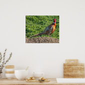 Ring Neck Pheasant Poster (Küche)