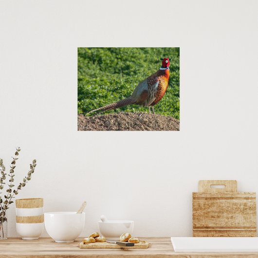 Ring Neck Pheasant Poster (Küche)