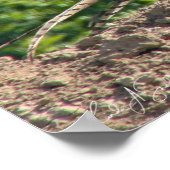 Ring Neck Pheasant Poster (Ecke)