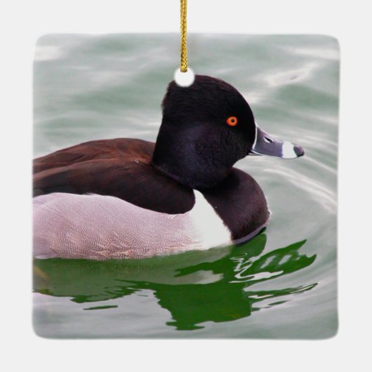 Ring Necked Duck Keramikornament (Rückseite)