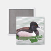Ring Necked Duck Magnet (Vorderseite/Rückseite)